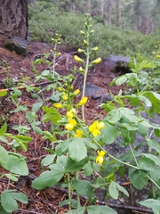 Thermopsis gracilis