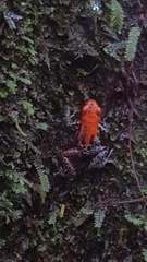 Ranitomeya reticulata