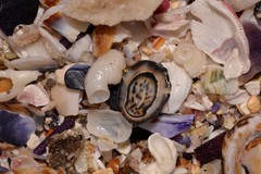 Patelloida latistrigata