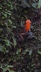 Ranitomeya reticulata