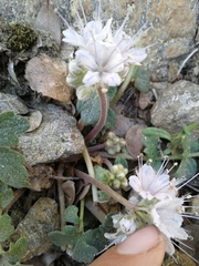 Hydrophyllum occidentale