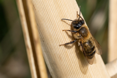 Andrena scotica