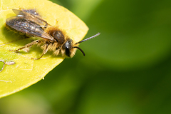 Andrena scotica