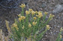 Ericameria cooperi