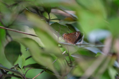 Pelopidas assamensis