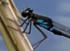 Pseudagrion sudanicum