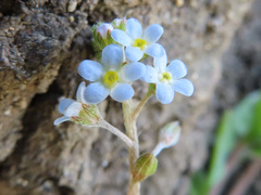 Trigonotis peduncularis