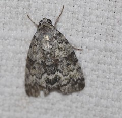 Blenina lichenopa