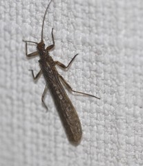 Gripopterygidae