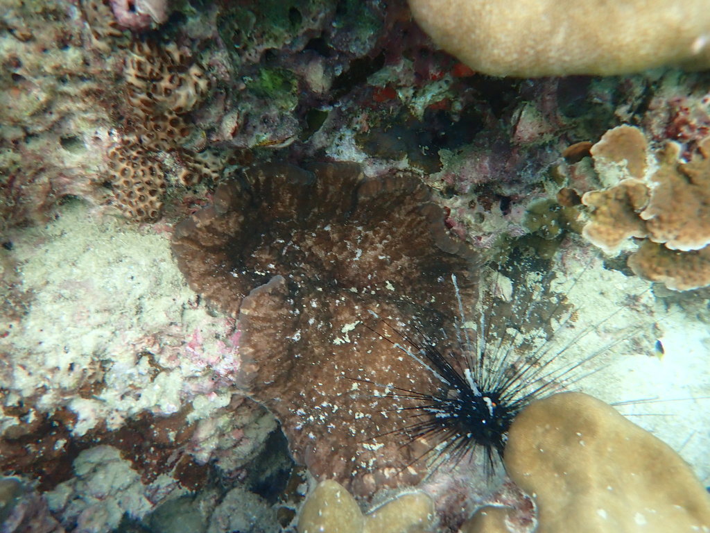Adhesive sea anemone