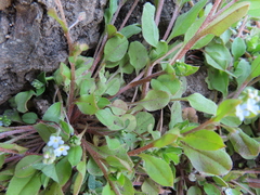 Trigonotis peduncularis