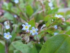 Trigonotis peduncularis