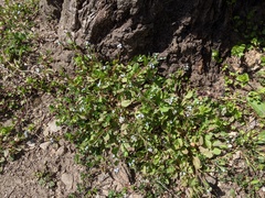 Trigonotis peduncularis