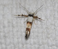 Stathmopoda pantarches