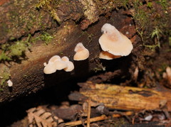 Lentinellus tasmanicus