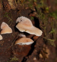 Lentinellus tasmanicus