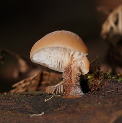 Lentinellus tasmanicus