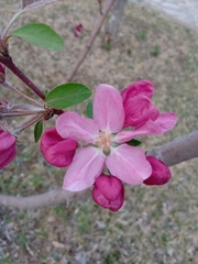 Malus spectabilis