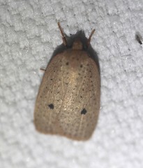 Euprionocera geminipuncta