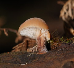 Lentinellus tasmanicus
