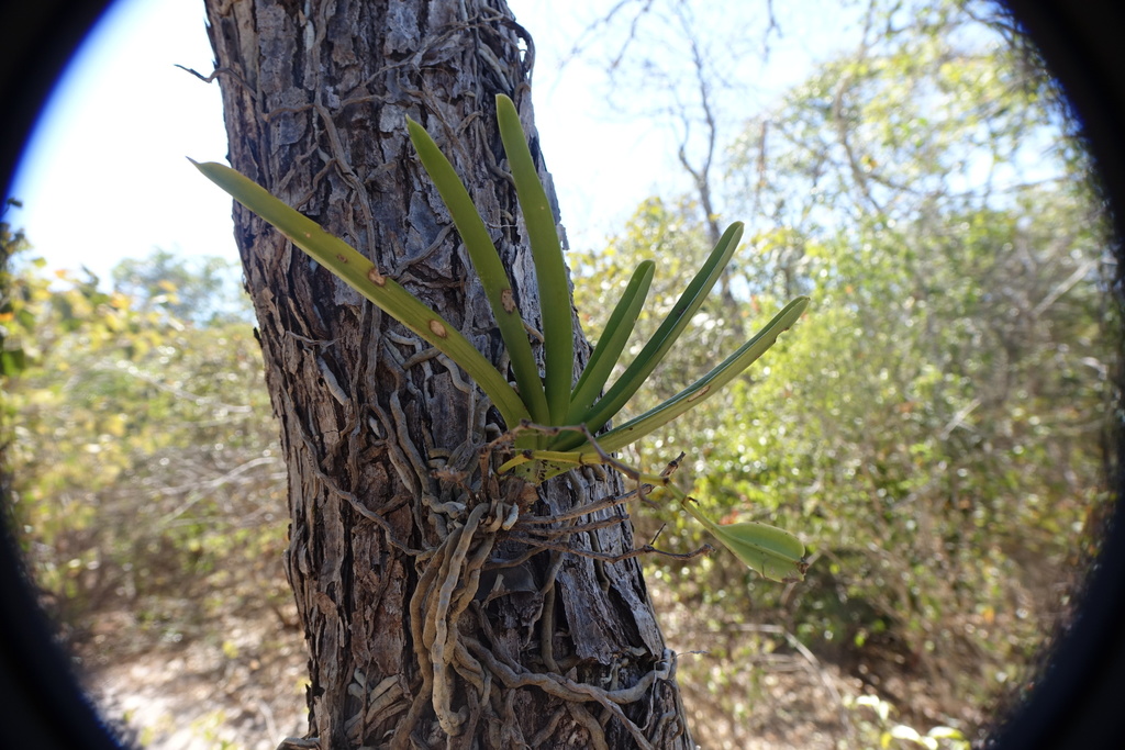 Angraecum potamophilum
