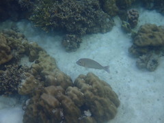 Lethrinidae
