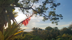 Aechmea nallyi