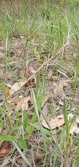 Calopogon oklahomensis