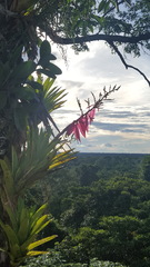 Aechmea nallyi