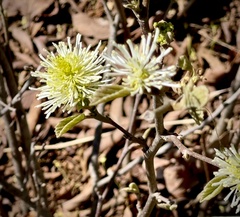 Fothergilla gardenii