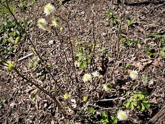 Fothergilla gardenii