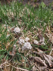 Noccaea caerulescens