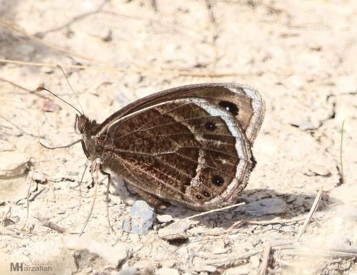 Giant Grayling