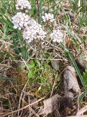 Noccaea caerulescens
