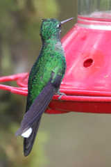 Urosticte ruficrissa