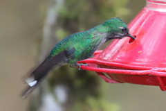 Urosticte ruficrissa