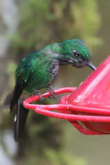 Urosticte ruficrissa