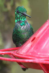 Urosticte ruficrissa