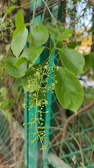 Celastrus paniculatus