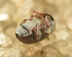 Ceutorhynchus pumilio