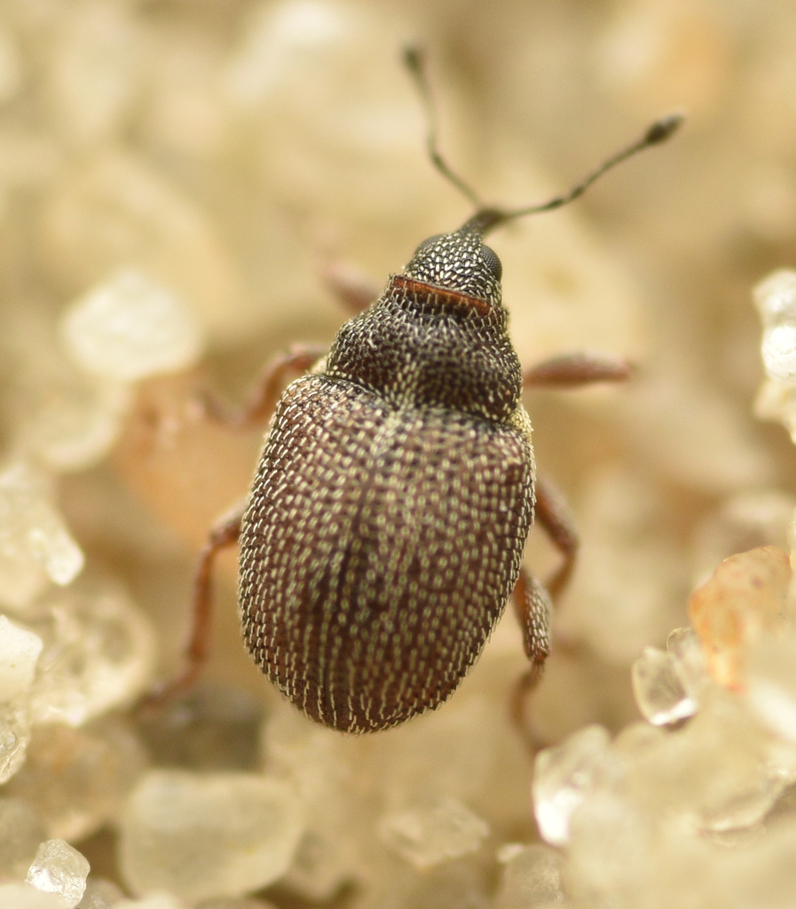 Ceutorhynchus pumilio
