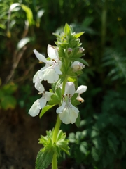 Stachys spinulosa
