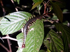 Scolopendra subspinipes