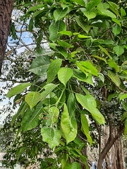 Ficus amplissima