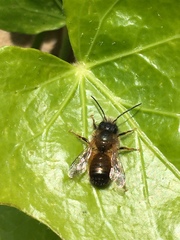 Osmia