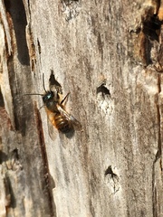 Osmia