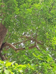 Ficus amplissima