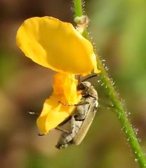 Chapmannia floridana