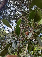 Diospyros ovalifolia