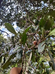 Diospyros ovalifolia